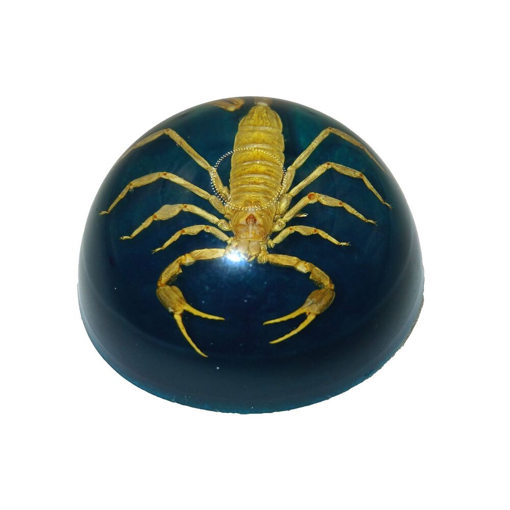 Vintage Scorpion Paperweight Teal Lucite Arizona Bark Scorpion